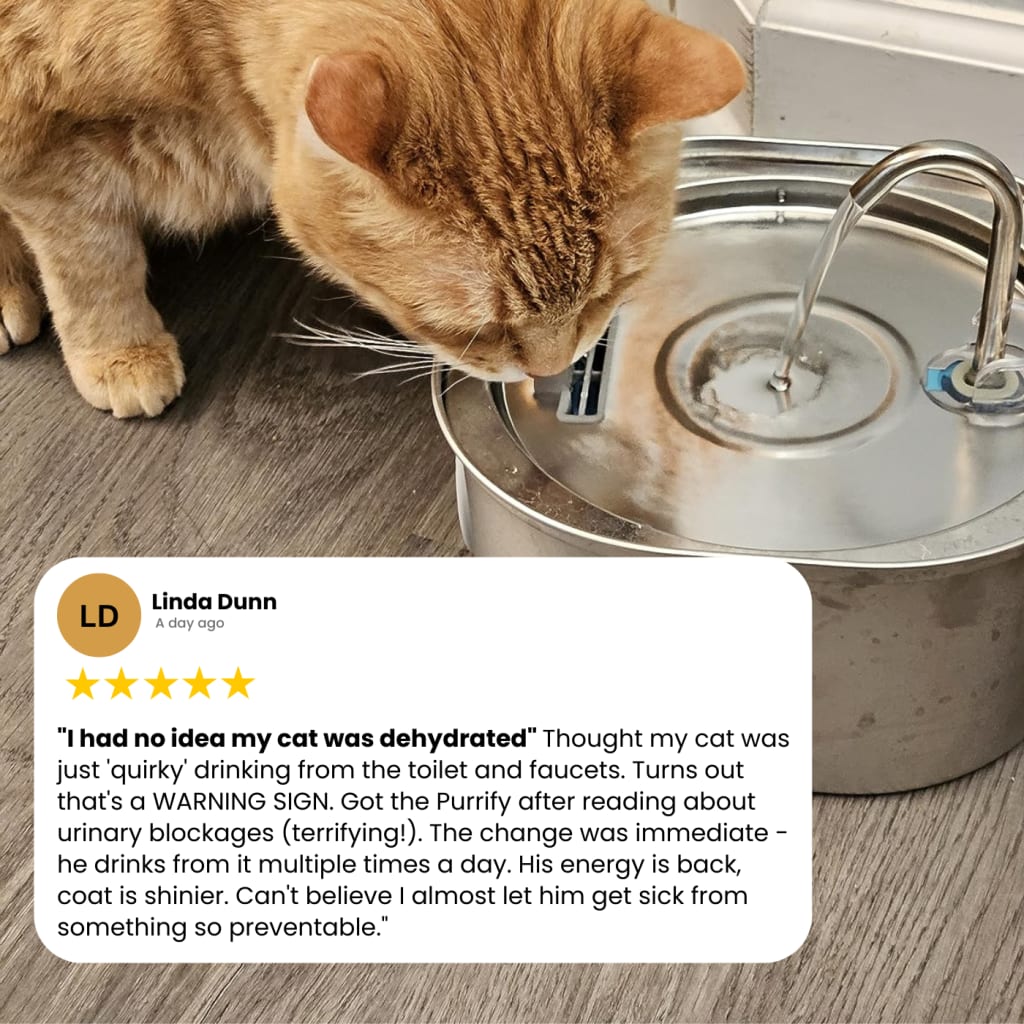 Prevent Cat Dehydration and Painful Urinary Issues