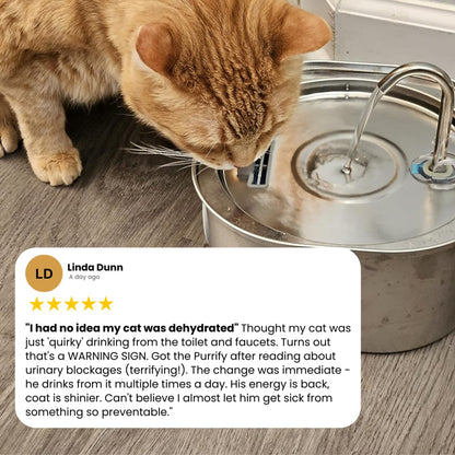 Prevent Cat Dehydration and Painful Urinary Issues